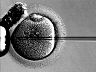Дети из эмбрионов, подвергавшихся заморозке, имеют повышенный риск развития рака - «Здоровая жизнь»
