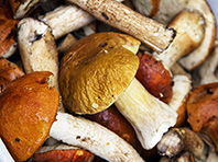 Диетологи: не стоит в день съедать более 150 граммов грибов - «Здоровая жизнь»