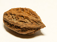 Грецкие орехи полезны для микрофлоры кишечника - «Здоровая жизнь»