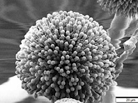 Исследователи выявили в атмосфере следы грибков - «Здоровая жизнь»
