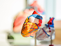Кардиологи получили уникальную живую модель сердца - «Здоровая жизнь»