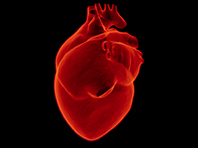 Лечением болезней сердца займутся стволовые клетки - «Здоровая жизнь»