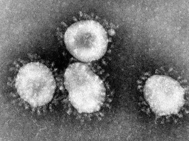 Фармацевтические компании подключились к поиску вакцины против коронавируса - «Здоровая жизнь»