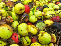 Не все фрукты "с бочком" безопасны для здоровья, предупреждают врачи - «Здоровая жизнь»