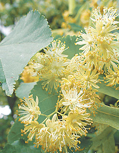 Один раз в год сады цветут - «Здоровая жизнь»