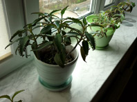 Растения не сделают воздух в вашей квартире чистым - «Здоровая жизнь»