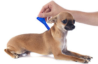 Сезон кровососов - «Здоровая жизнь»