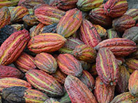 Скорлупа какао-бобов скрывает уникальные лечебные вещества - «Здоровая жизнь»