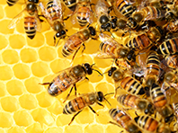 Смертельной аллергии на яд пчел придет конец - «Здоровая жизнь»
