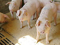 Свиней превратят в инкубаторы для человеческих органов - «Здоровая жизнь»