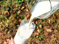 Ученые: детям показано потребление козьего молока - «Здоровая жизнь»