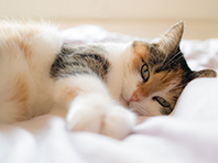Врачи запрещают пускать домашних кошек в кровать - «Здоровая жизнь»