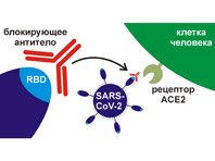 Отечественные антитела показали свою силу против коронавируса - «Здоровая жизнь»