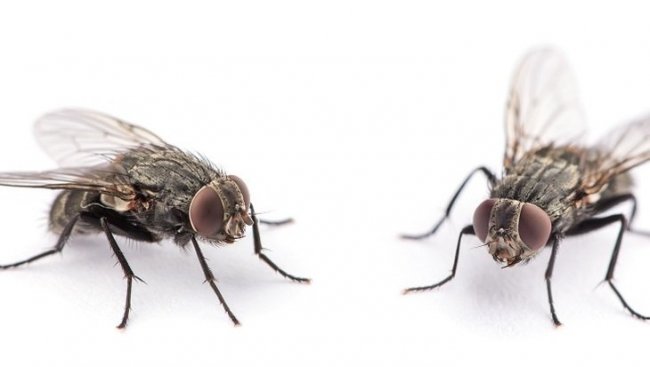 Как мухи спасли диабетиков - «Здоровая жизнь»