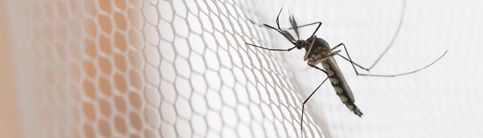 Быстрое распространение лихорадки денге в Бразилии требует экстренных мер - «Гинекология»