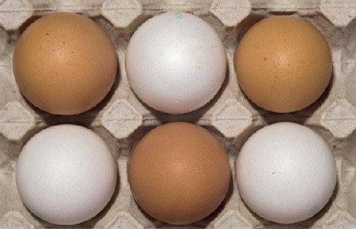 Куриные яйца помогают младенцам развивать мозг - «Педиатрия»