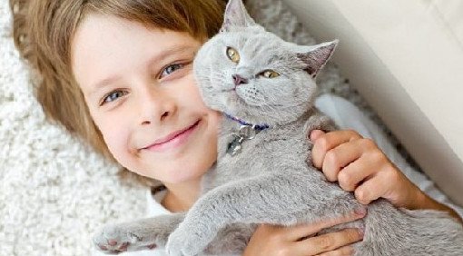 Кошки могут предотвратить развитие астмы у детей - «Педиатрия»