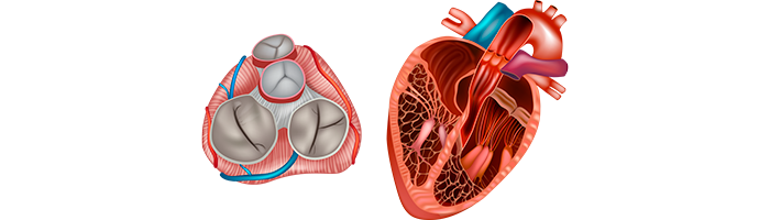 Пролапс митрального клапана – причины, симптомы и лечение - «Кардиология»