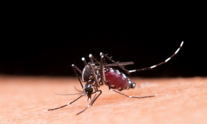 Лихорадка Ку, анаплазмоз, листериоз и церкариоз в Подмосковье - «Новости Медицины»