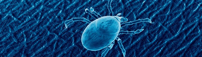 Больше 80% случаев укусов клещей приходится на мужчин - «Гастроэнтерология»