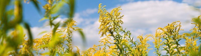 Почему цветы в букете могут быть опасны, даже если они не цветут на улице? - «Новости Медицины»