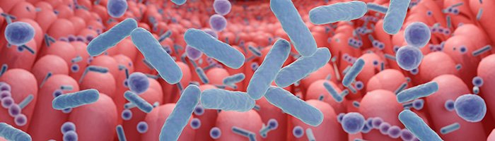 Эффективность синбиотических биокомплексов в коррекции нарушений кишечного микробиоценоза - «Гастроэнтерология»