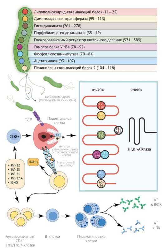 Аутоиммунный гастрит и инфекция Helicobacter pylori: молекулярные механизмы взаимосвязи - «Гастроэнтерология»